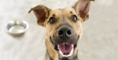 Os possíveis impactos de não ter os cuidados com os dentes dos cachorros